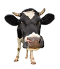 Bigstock--ow-full-length-isolated-on-w-237269521-fp-1783400414