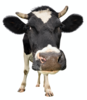 Logo_ersatz_kuh_-fp-1778475640